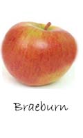 Braeburn apple 