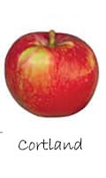 Cortland apple 