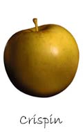 Crispin apple 