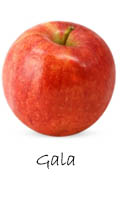 Gala apple 