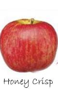  honey crisp apple 