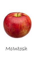 Mcintosh apple 