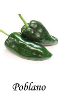 Poblano Chili