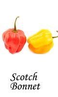 Scotch Bonnet