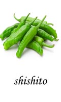 shishito Chili Pepper